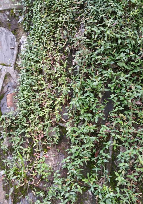 赤藤种植浇水的正确方法？