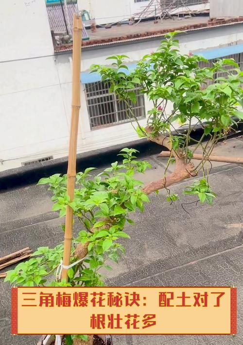三角梅根部变红的处理方法是什么？