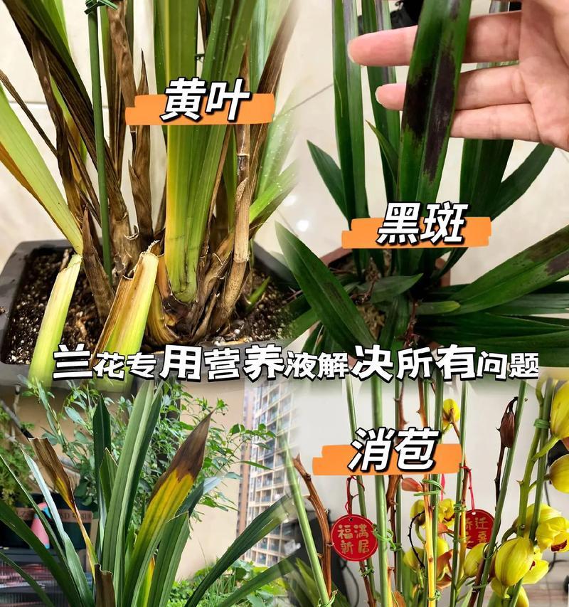 魔鬼文心兰叶子发黄的原因是什么？如何解决叶子发黄的问题？