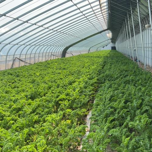 春牛心菜的最佳播种时间是什么时候？