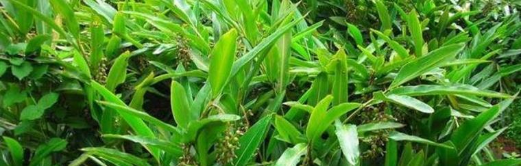 春牛心菜的最佳播种时间是什么时候？