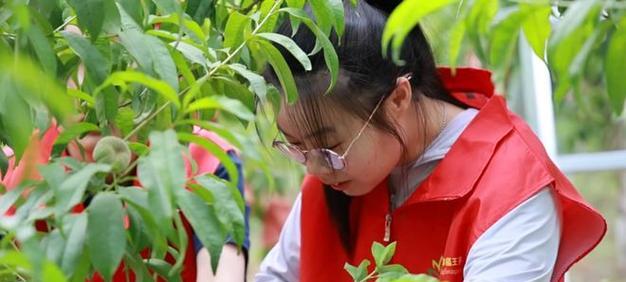 桃树深沟抗旱栽培的关键技术是什么？