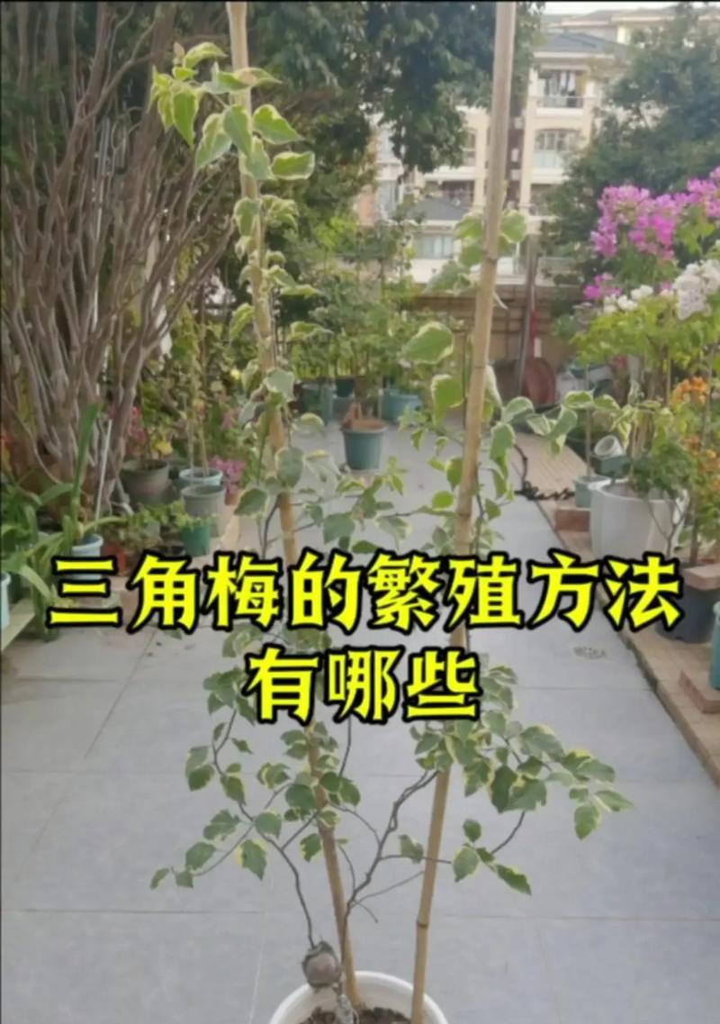 三角梅的种植土壤和养殖方法？