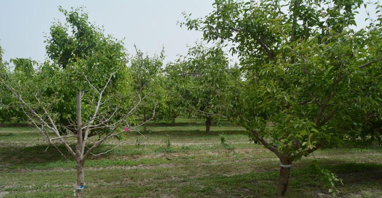 桃树深沟抗旱栽培的关键技术是什么？