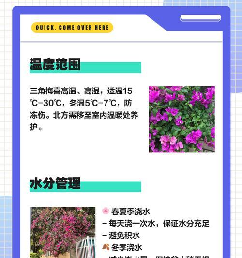 三角梅的种植土壤和养殖方法？