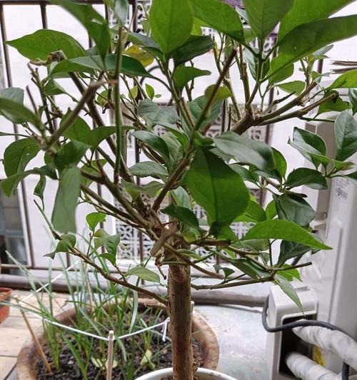 三角梅的种植土壤和养殖方法？