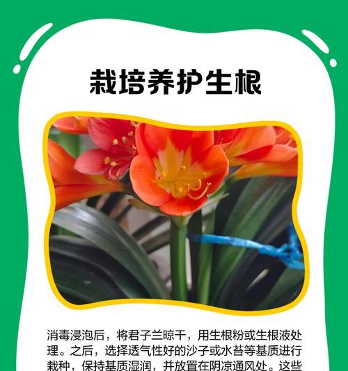 君子兰叶子损坏如何处理？