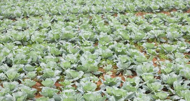 安徽地区花菜播种的最佳时间是什么时候？