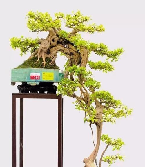 盆景提根去土怎么处理？提根去土的正确步骤和注意事项是什么？