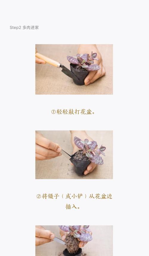 盆景提根去土怎么处理？提根去土的正确步骤和注意事项是什么？