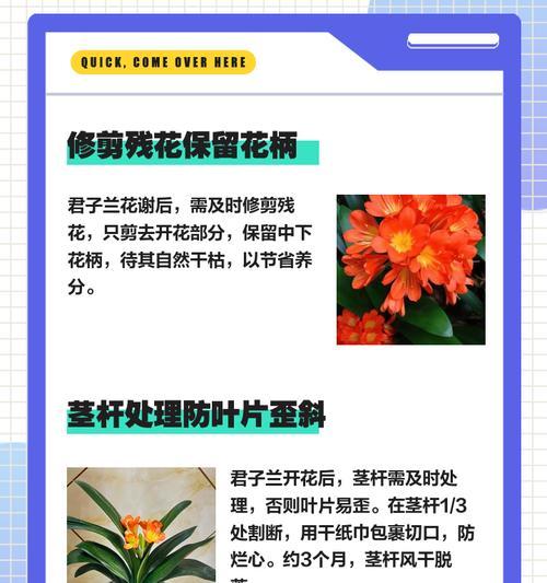 君子兰开花茎如何处理？如何应对君子兰开花茎问题？