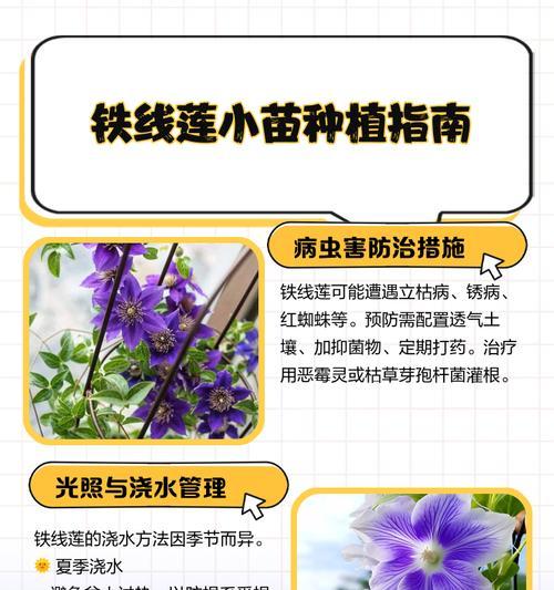 铁线莲小绿开花小如何解决？