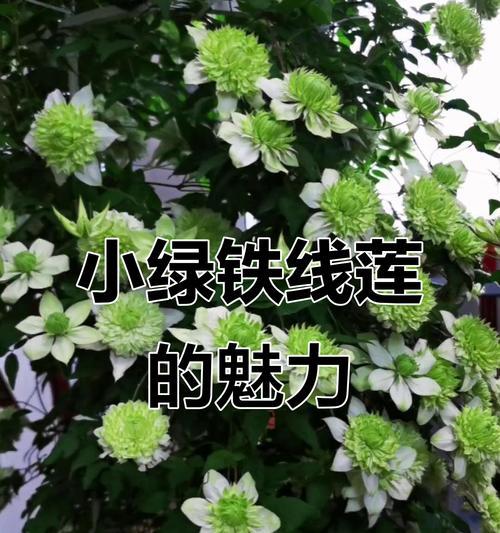 铁线莲小绿开花小如何解决？