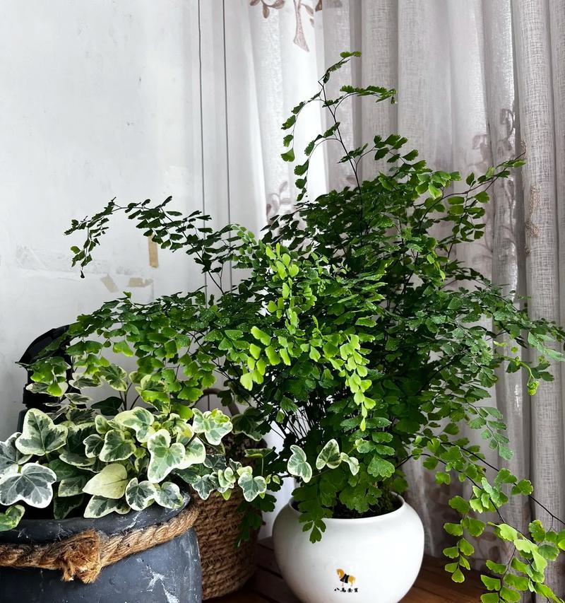 阳台桌适合摆放哪些花卉？如何选择适合阳台的植物？
