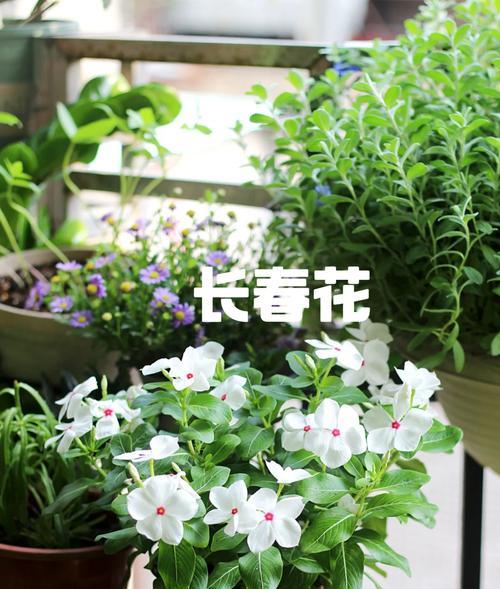 阳台桌适合摆放哪些花卉？如何选择适合阳台的植物？