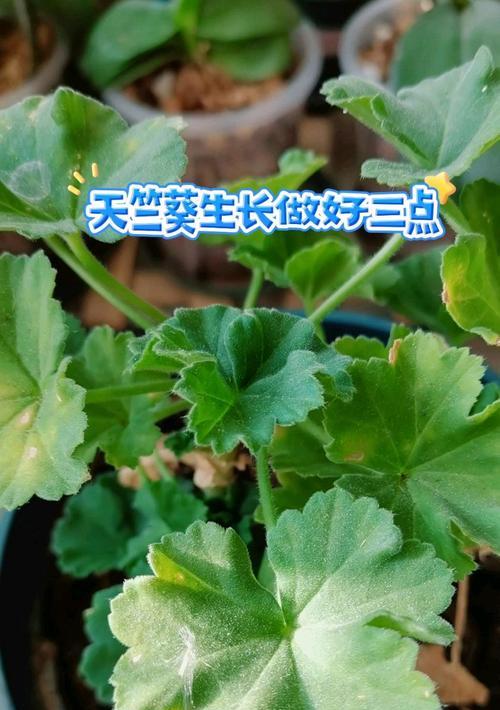 天竺葵枝条生长弱的处理方法是什么？