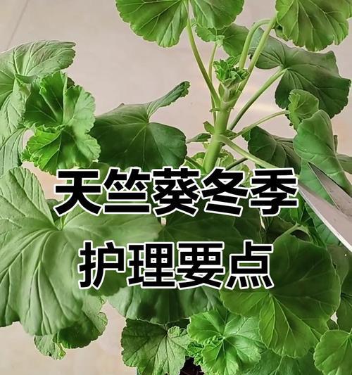 天竺葵枝条生长弱的处理方法是什么？