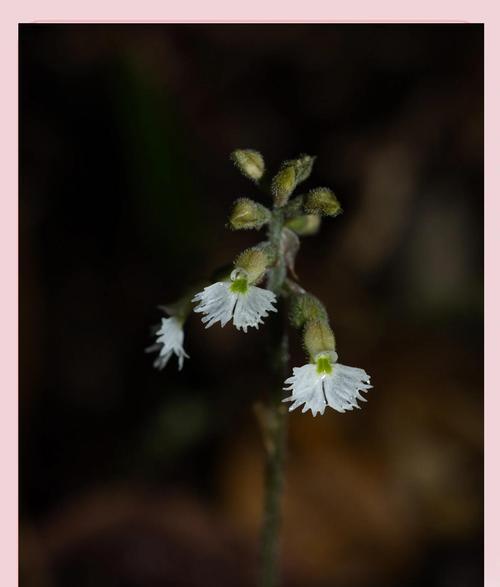 野生兰科植物有哪些种类？如何识别？
