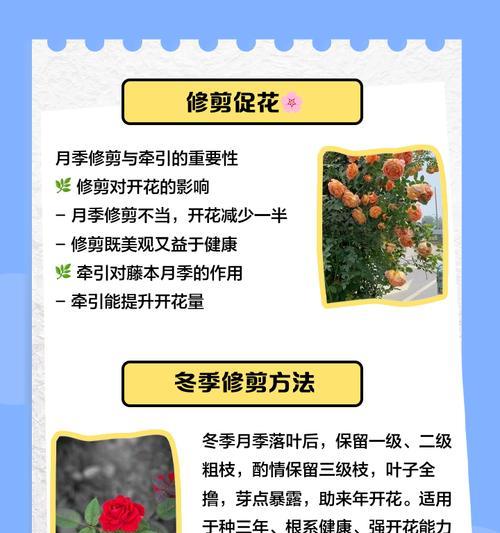 月季总是爬出栏杆怎么办？有效控制方法是什么？