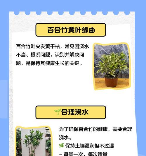 百合竹叶子发黄耷拉的解决方法是什么？