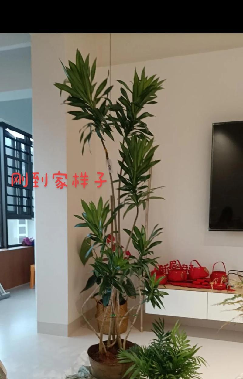 百合竹叶子发黄耷拉的解决方法是什么？