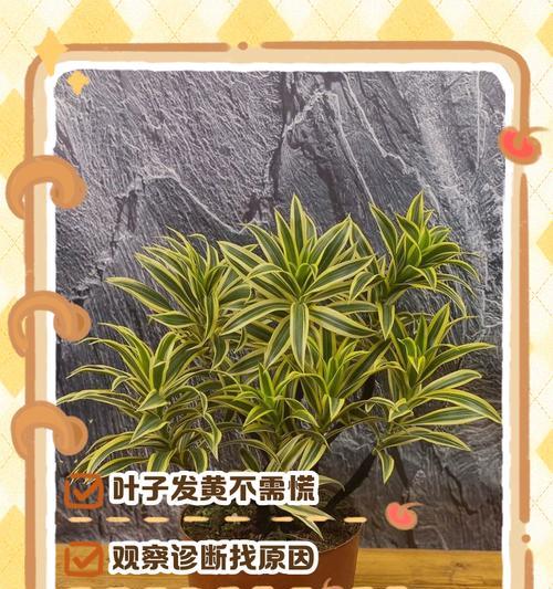 三宝芦荟叶子发黄的解决方法有哪些？