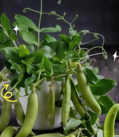 春季东北适合播种哪些蔬菜？