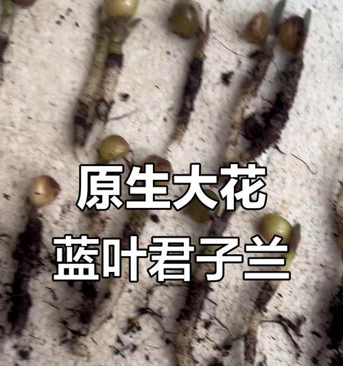 蓝叶君子兰施肥建议？哪种肥料最适合？
