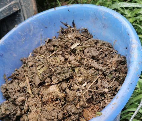 蓝叶君子兰施肥建议？哪种肥料最适合？