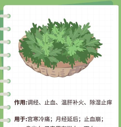 红艾草播种需要注意哪些步骤？