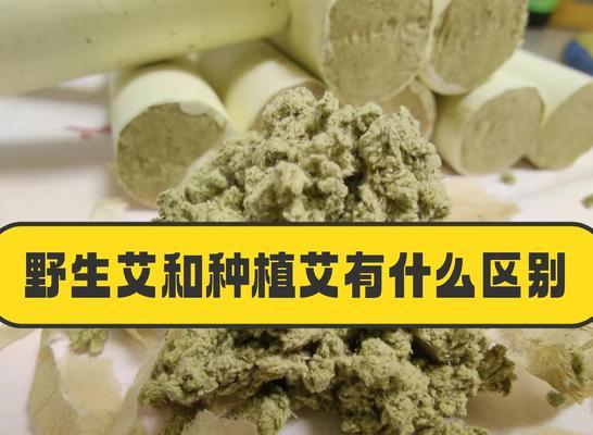 红艾草播种需要注意哪些步骤？