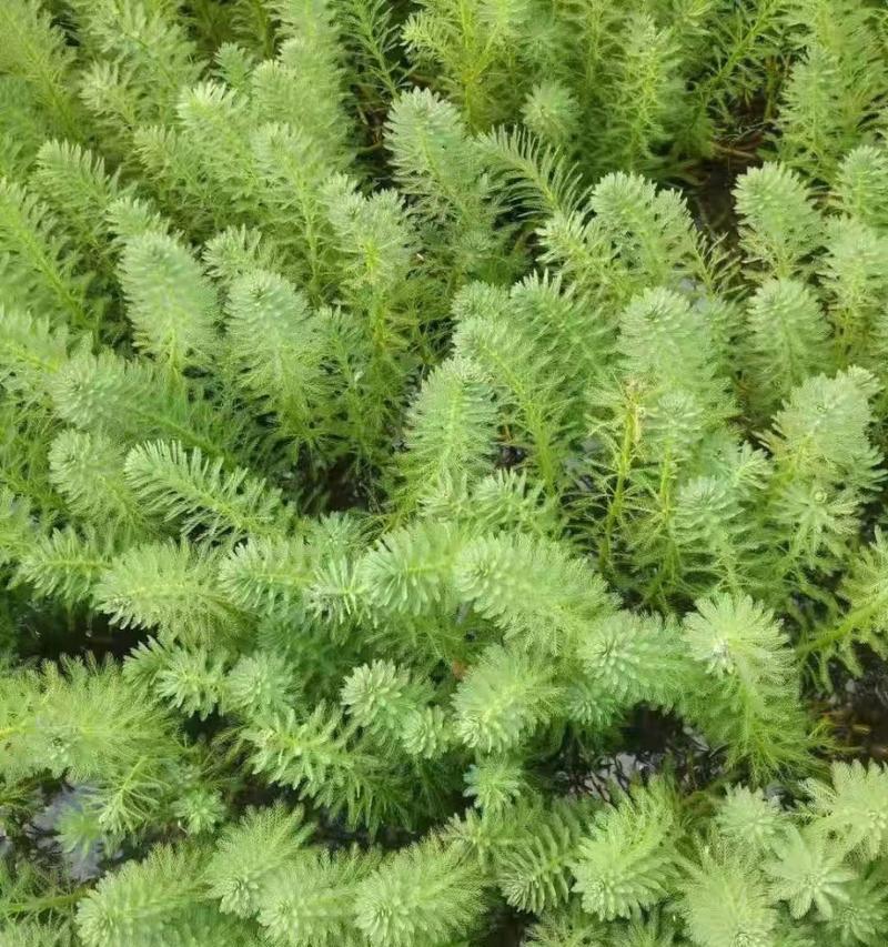 净化的水生植物有哪些？水生植物的净化作用介绍？