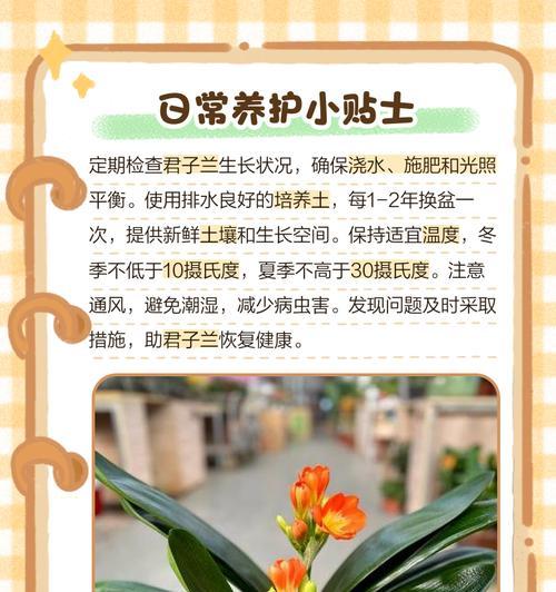 君子兰出现黄叶焦尖的解决办法是什么？