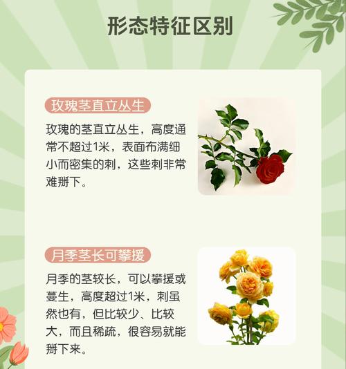 月季玫瑰栽培的技术要点是什么？如何培育出优质花朵？