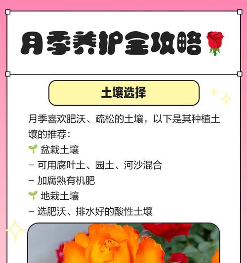 月季玫瑰栽培的技术要点是什么？如何培育出优质花朵？