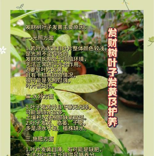 紫气东来植物叶子发黄的养护方法是什么？