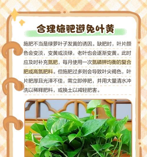 紫气东来植物叶子发黄的养护方法是什么？
