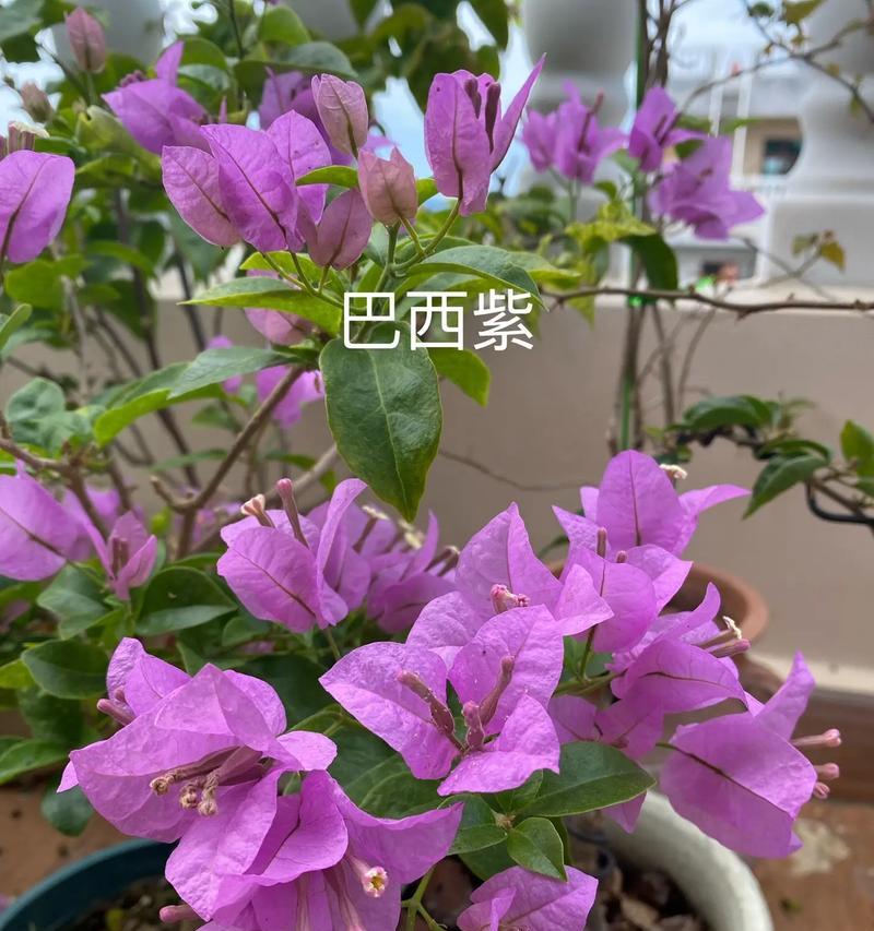 碎花紫色三角梅怎么养护？有哪些注意事项？