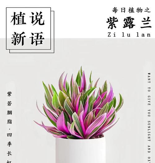 紫气东来植物叶子发黄的养护方法是什么？