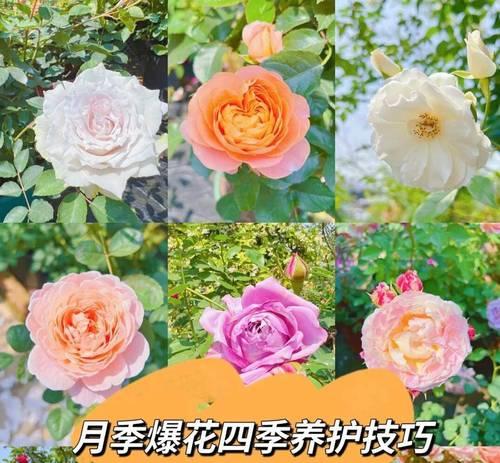 怎样使月季爆花更多？