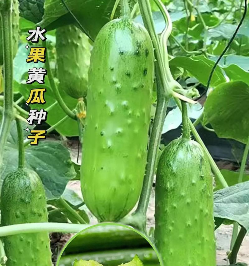 岭南地区优质水果栽培技术有哪些？如何提高产量？