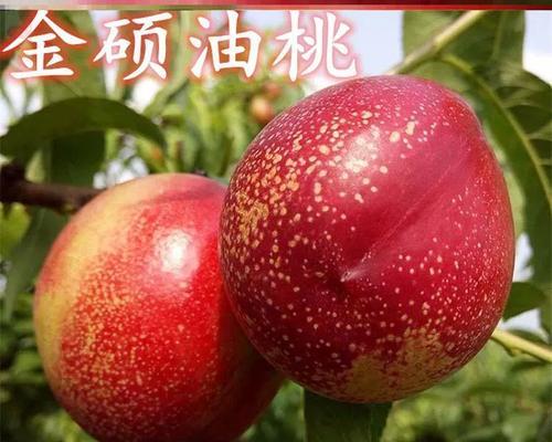 岭南地区优质水果栽培技术有哪些？如何提高产量？