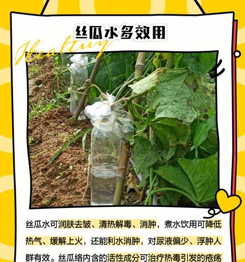 丝瓜叶子卷皱发黄的原因及解决办法？