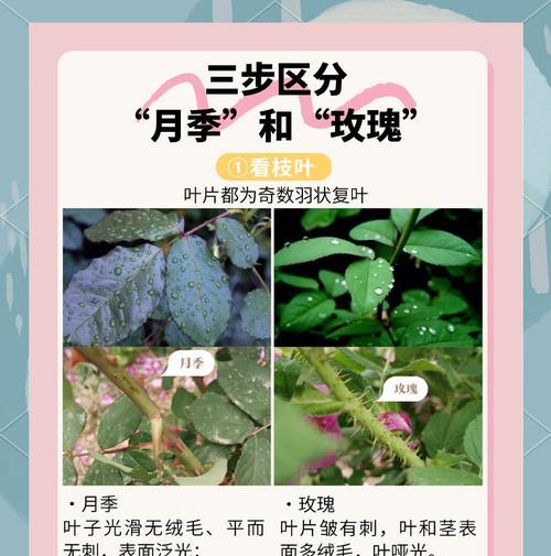 玫瑰支架月季的养护方法是什么？如何保持玫瑰支架月季的健康生长？