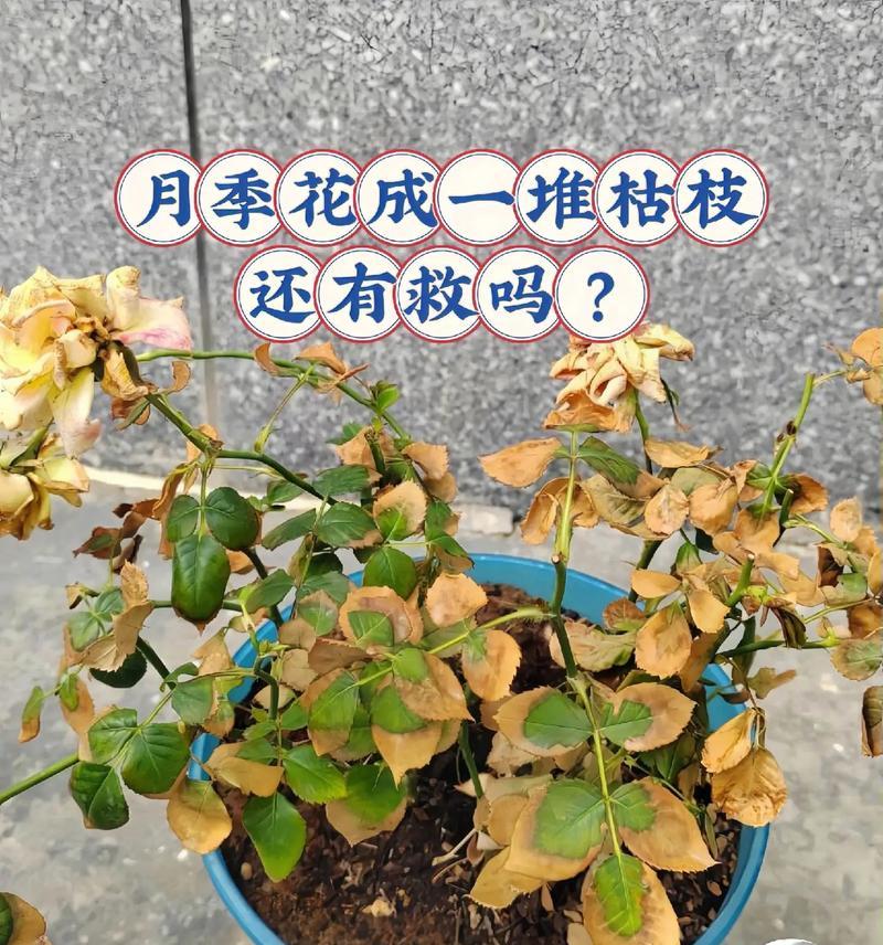 玫瑰支架月季的养护方法是什么？如何保持玫瑰支架月季的健康生长？