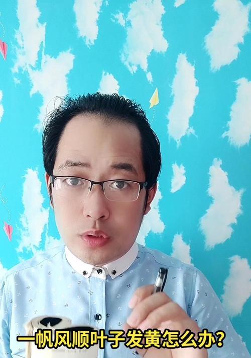 大一帆风顺叶子发黄如何挽救？有效挽救方法是什么？