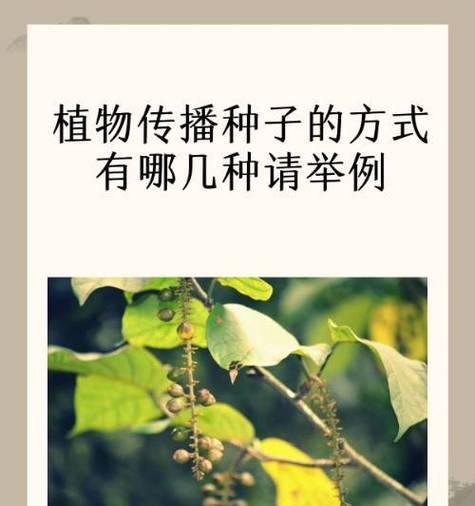 碗如何传播种子？种子传播的自然机制是什么？