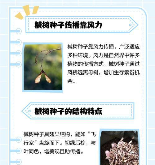 碗如何传播种子？种子传播的自然机制是什么？