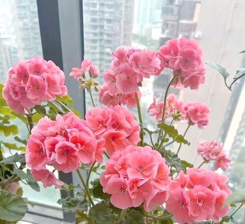 短枝开花天竺葵怎么养？短枝开花天竺葵的养殖方法有哪些？