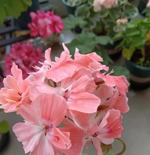 短枝开花天竺葵怎么养？短枝开花天竺葵的养殖方法有哪些？